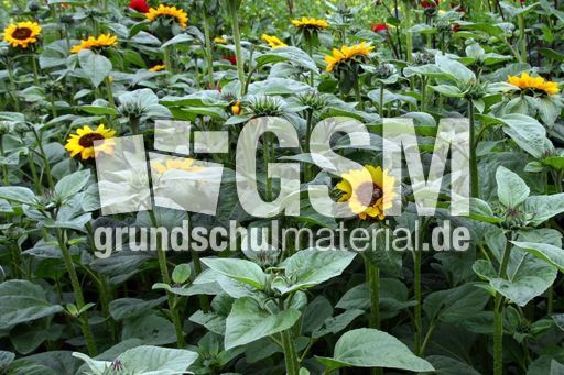 Sonnenblumen_0037.jpg